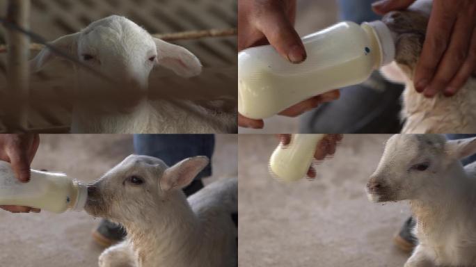 给羊羔喂奶