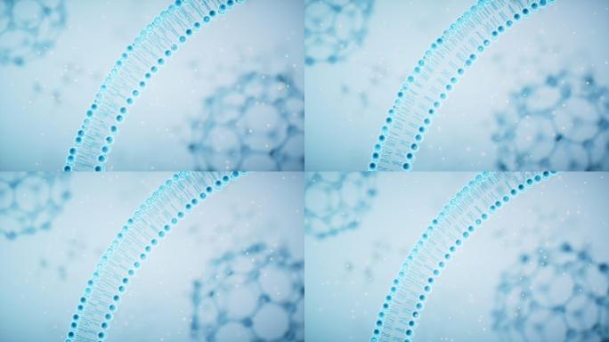 磷脂双分子细胞膜3D渲染