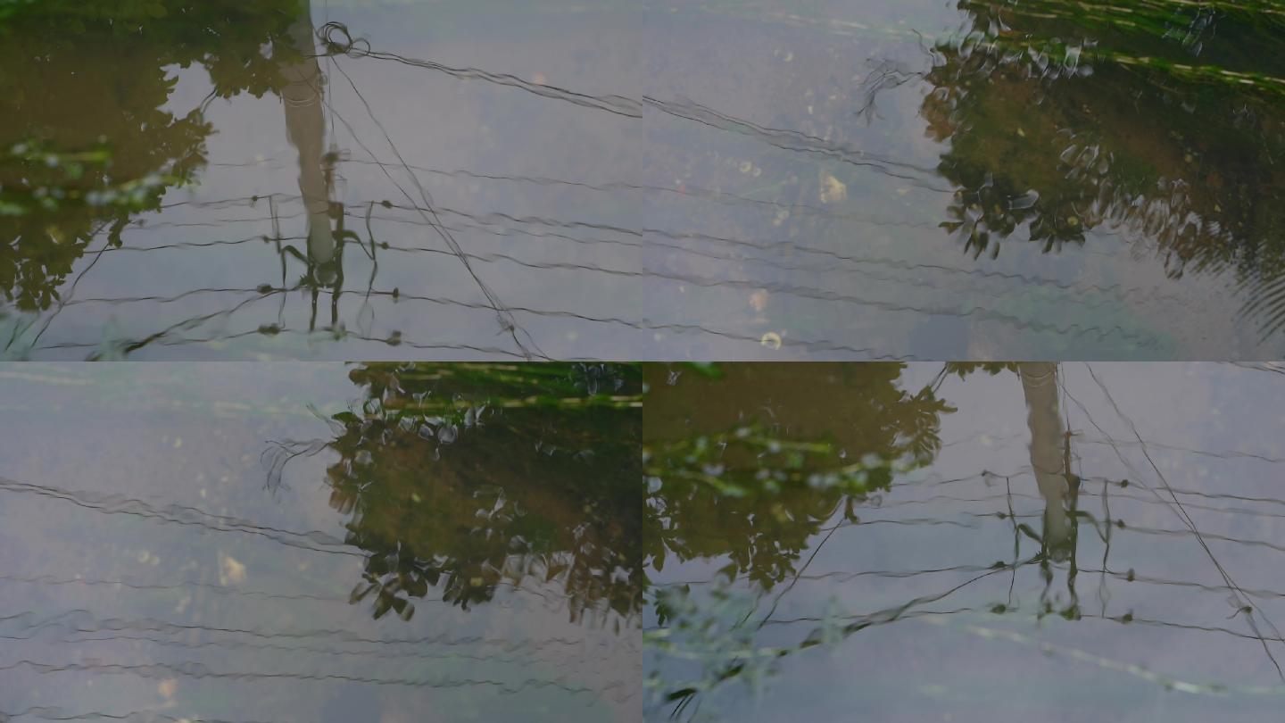水中倒影农村小溪小鸟电线杆倒影波动60帧
