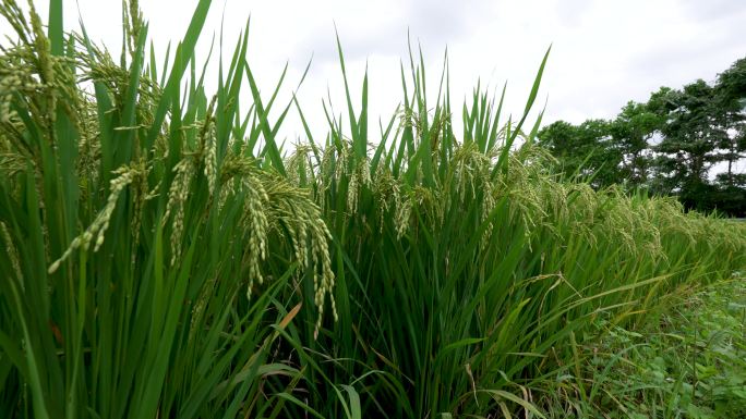 海南水稻成熟