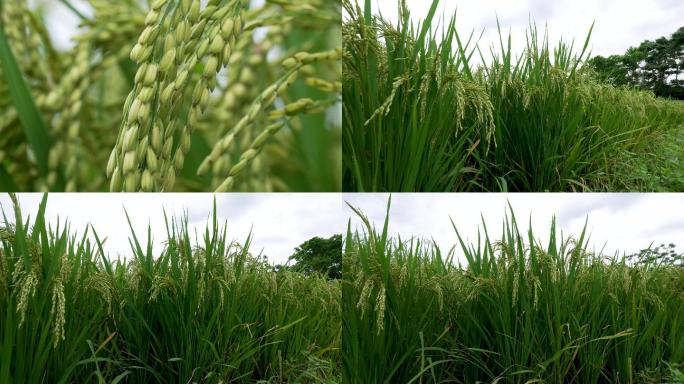 海南水稻成熟