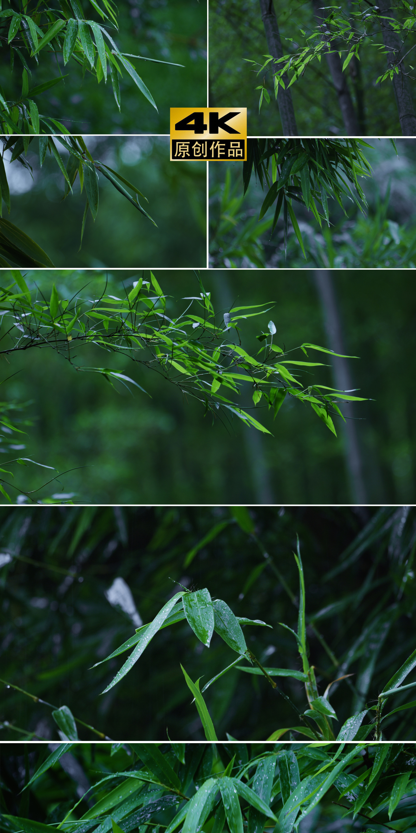 4k竹林竹叶禅意下雨天唯美空镜