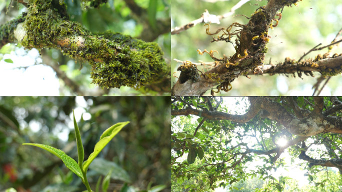 茶山生态环境 深山 苔藓 茶叶 茶树