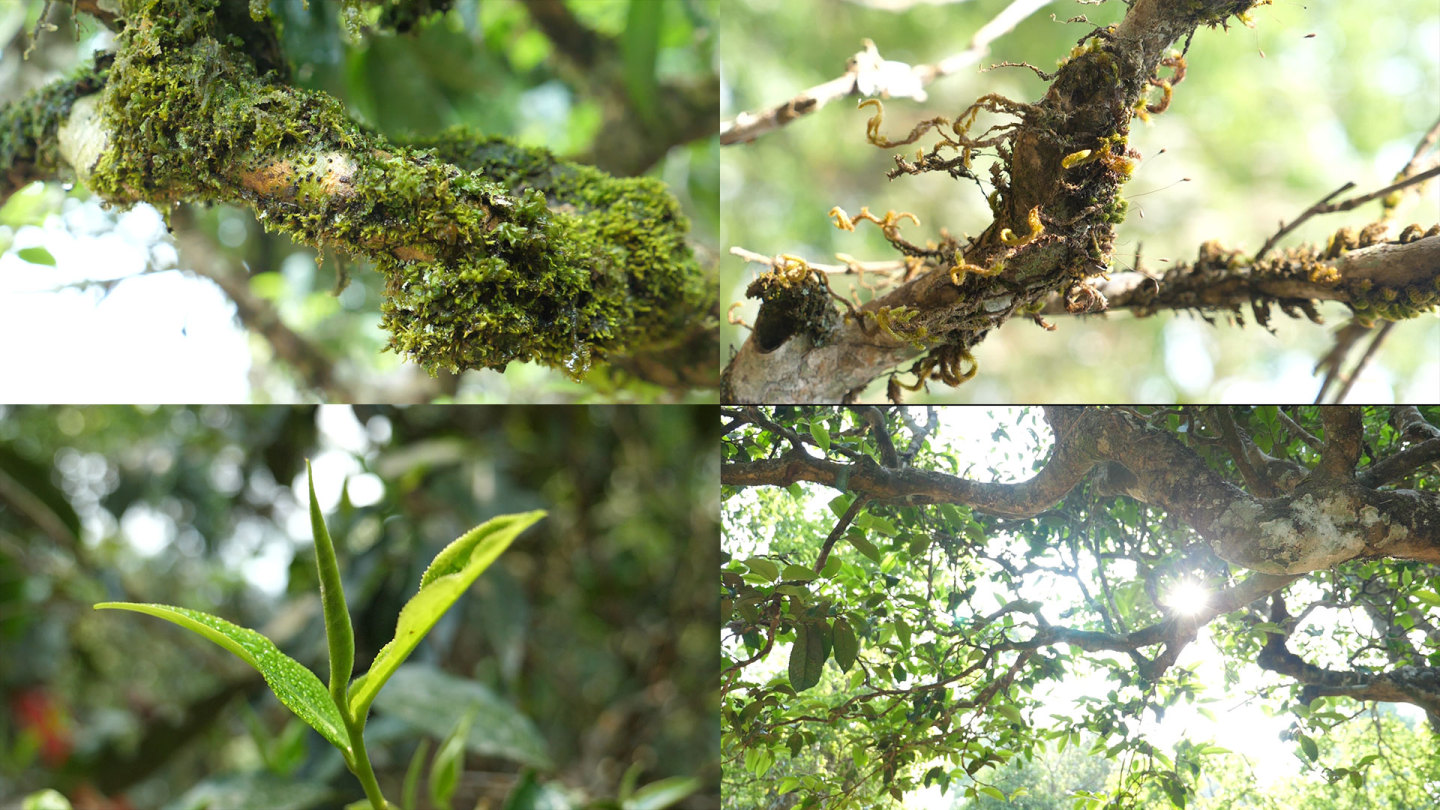 茶山生态环境 深山 苔藓 茶叶 茶树