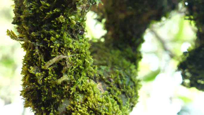 茶山生态环境 深山 苔藓 茶叶 茶树