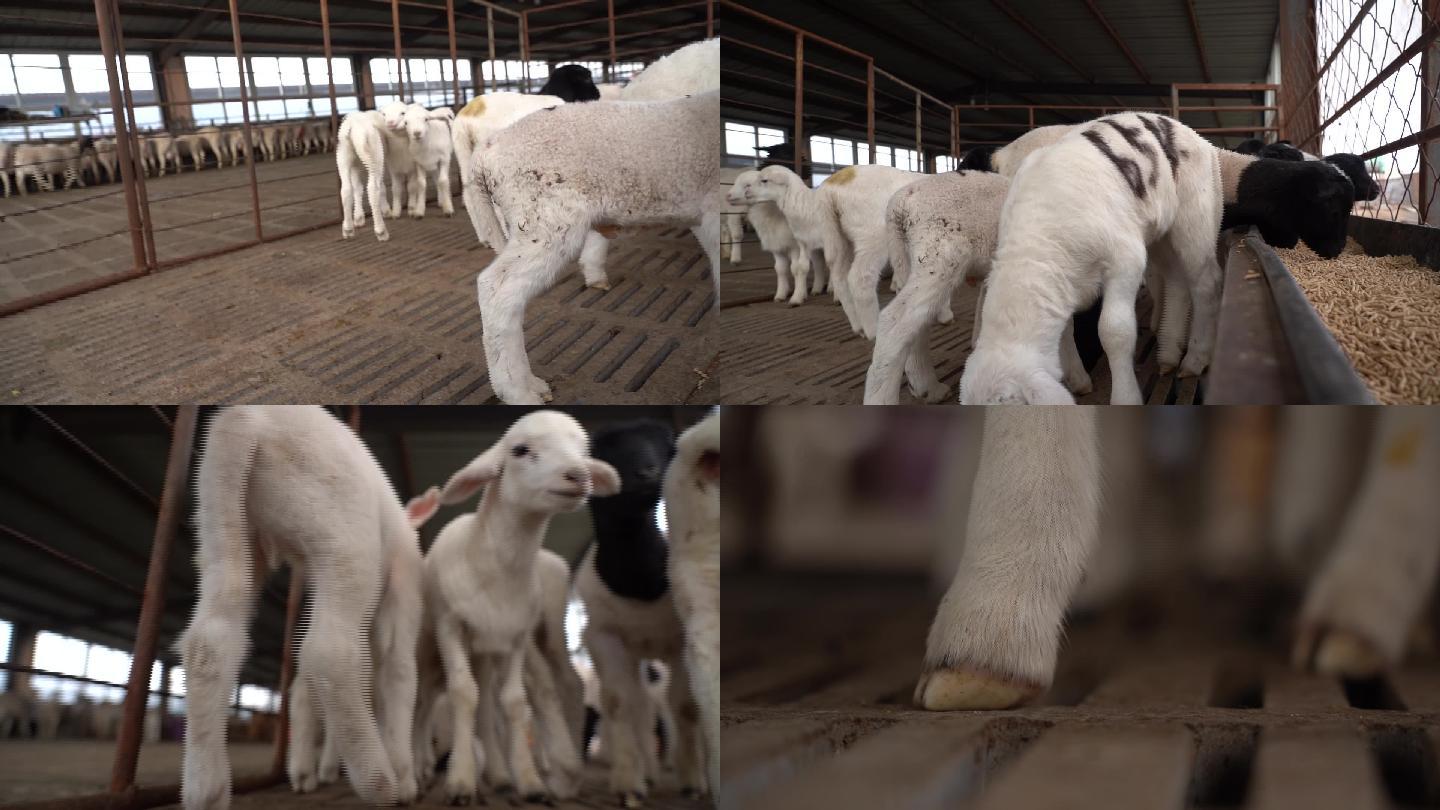杜泊羊如何与小尾寒羊进行杂交技术分析