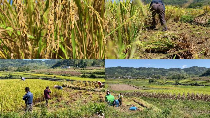 贵州农民收割水稻打谷子视频素材