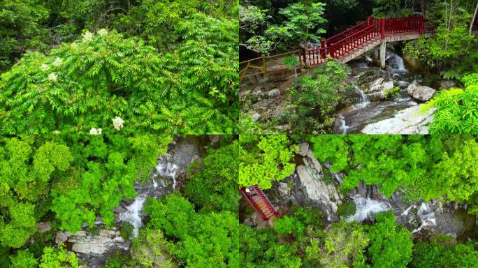 海南鹦哥岭自然保护区栈道