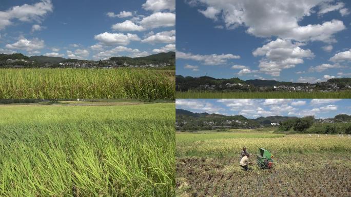 山间稻田稻谷收割水稻视频素材