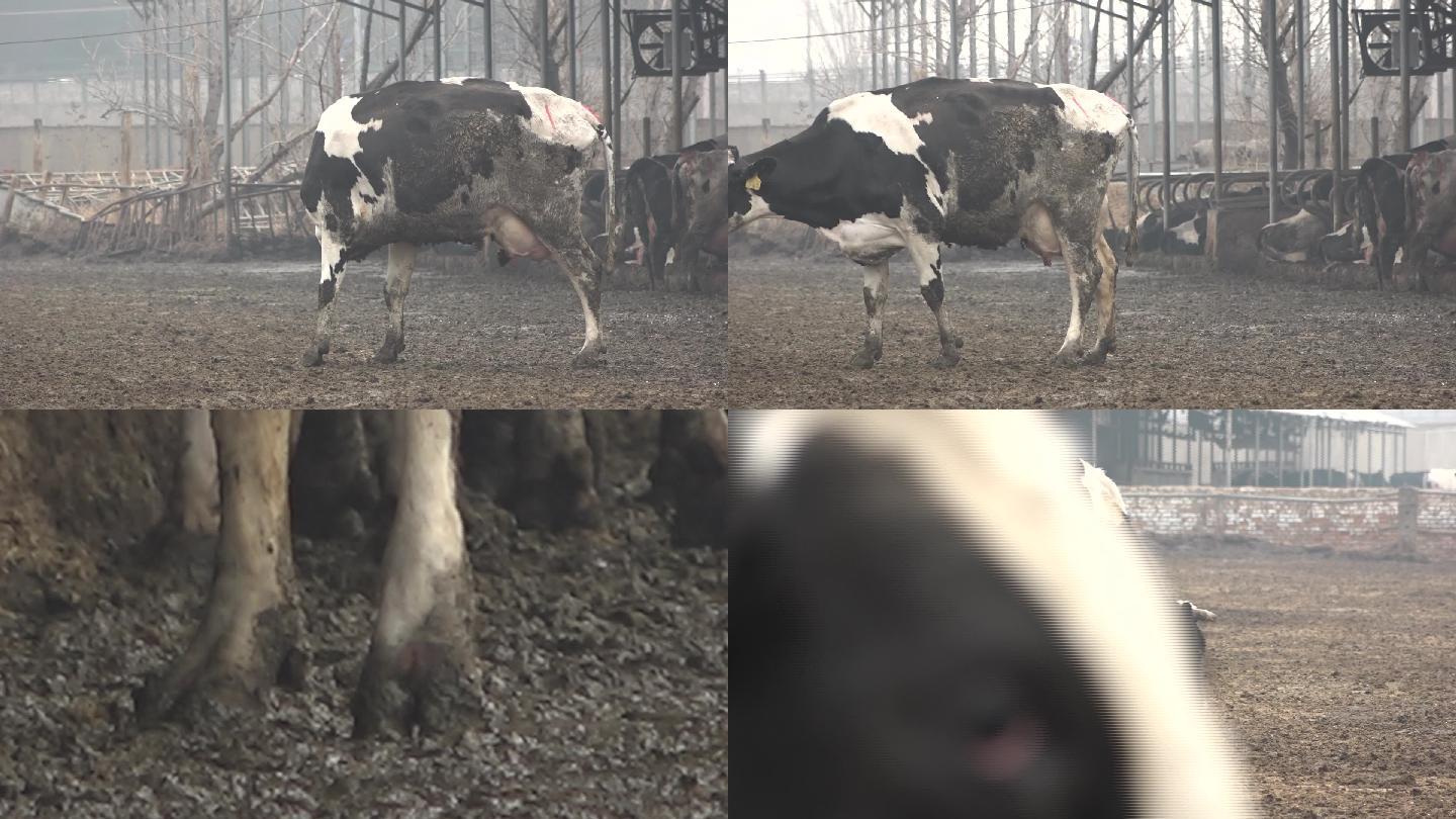 奶牛养殖 牛蹄病的奶牛02