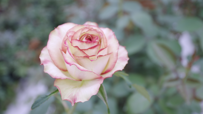 【4K】玫瑰花盛开，玫瑰花瓣，玫瑰实拍