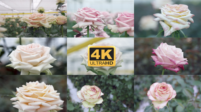 【4K】玫瑰花盛开，玫瑰花瓣，玫瑰实拍