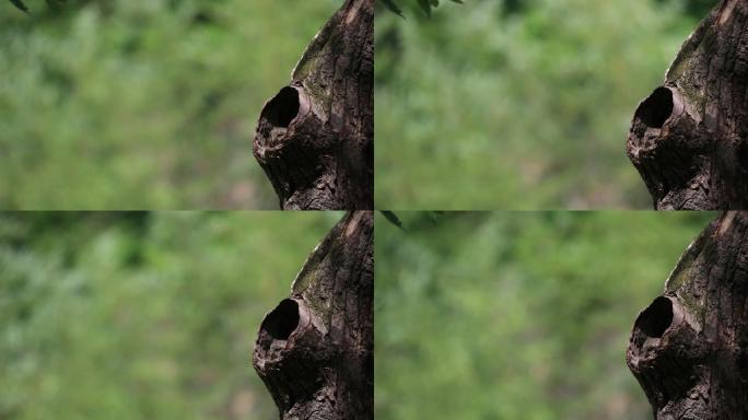 鸟巢中的斑头鸺鹠视频素材