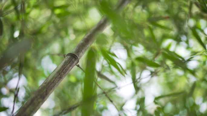 唯美竹林写意 竹林  竹子透过阳光