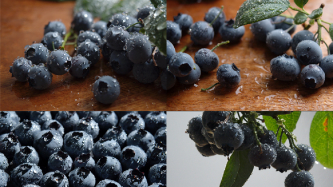 原创高清新鲜蓝莓水果素材