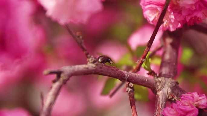 202205春季花卉昆虫蜜蜂蝴蝶