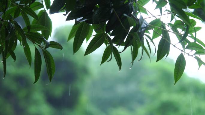 雨滴 水滴 下雨 雨季 热带雨林