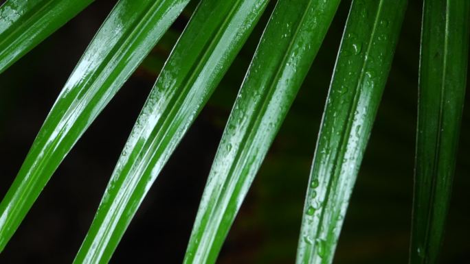 雨天绿色树叶