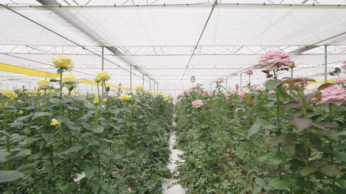 【4K】现代农业，玫瑰大棚种植，玫瑰种植