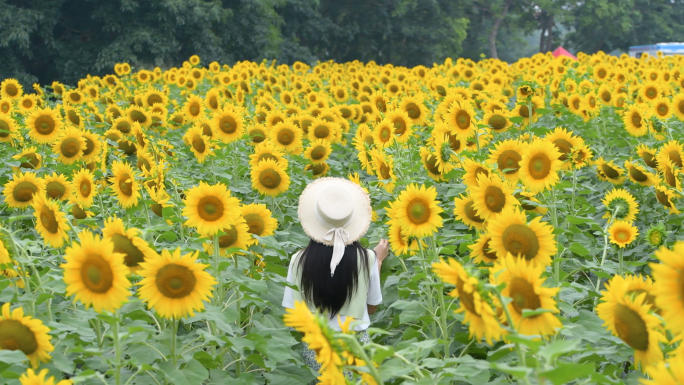 4K向日葵花海里的少女