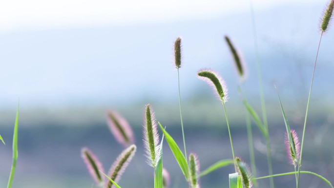 野草狗尾巴草