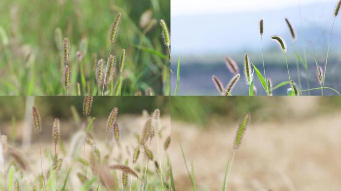 野草狗尾巴草