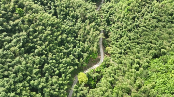 航拍浙江诸暨竹山竹海竹林绿色生态自然