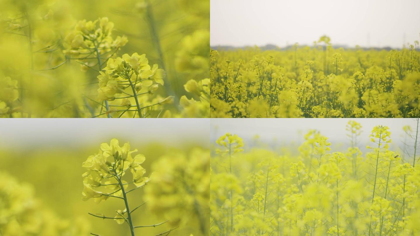 油菜花空境