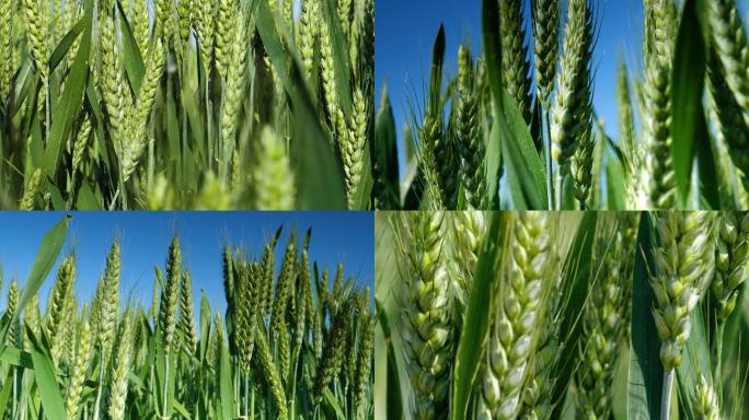 灌浆期的小麦3