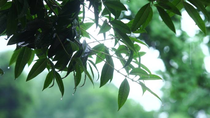 雨天空镜