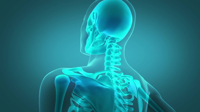 人体颈椎腰椎自由活动