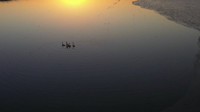 夕阳下慢慢游弋的天鹅
