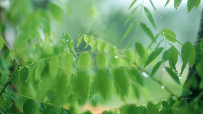 唯美下雨树叶水滴滴落空镜慢动作