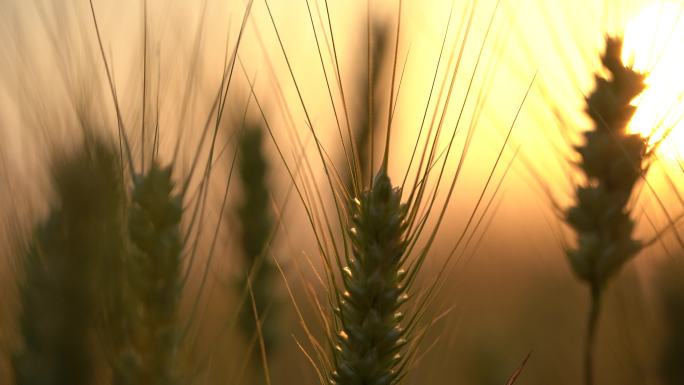 金黄麦田早晨麦穗太阳阳光粮食特写丰收麦子