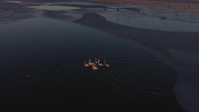 夕阳下游来游去的天鹅