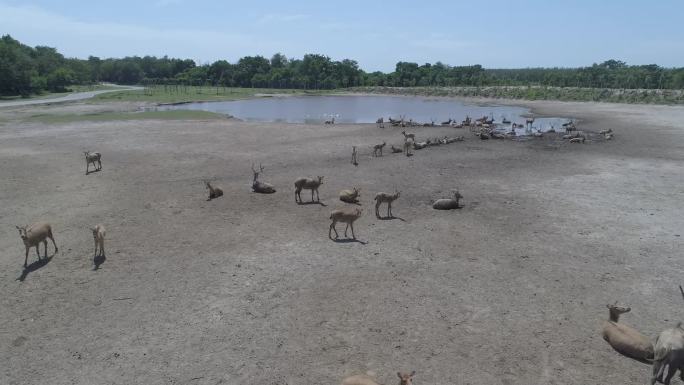 麋鹿  湿地  生态