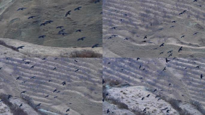 升格拍摄一群乌鸦飞翔