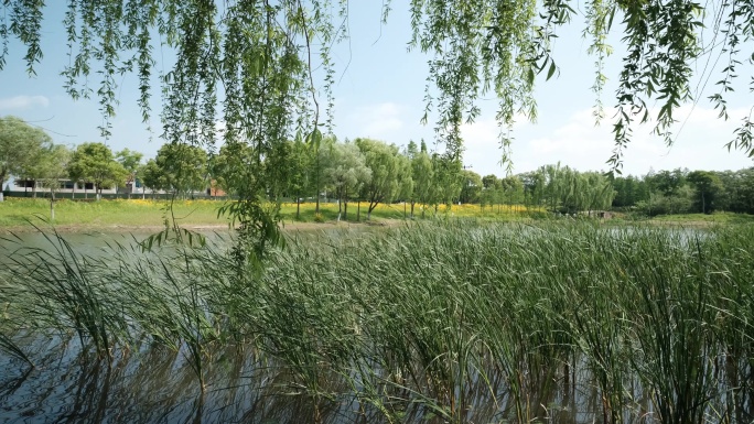 池塘边柳树和芦苇