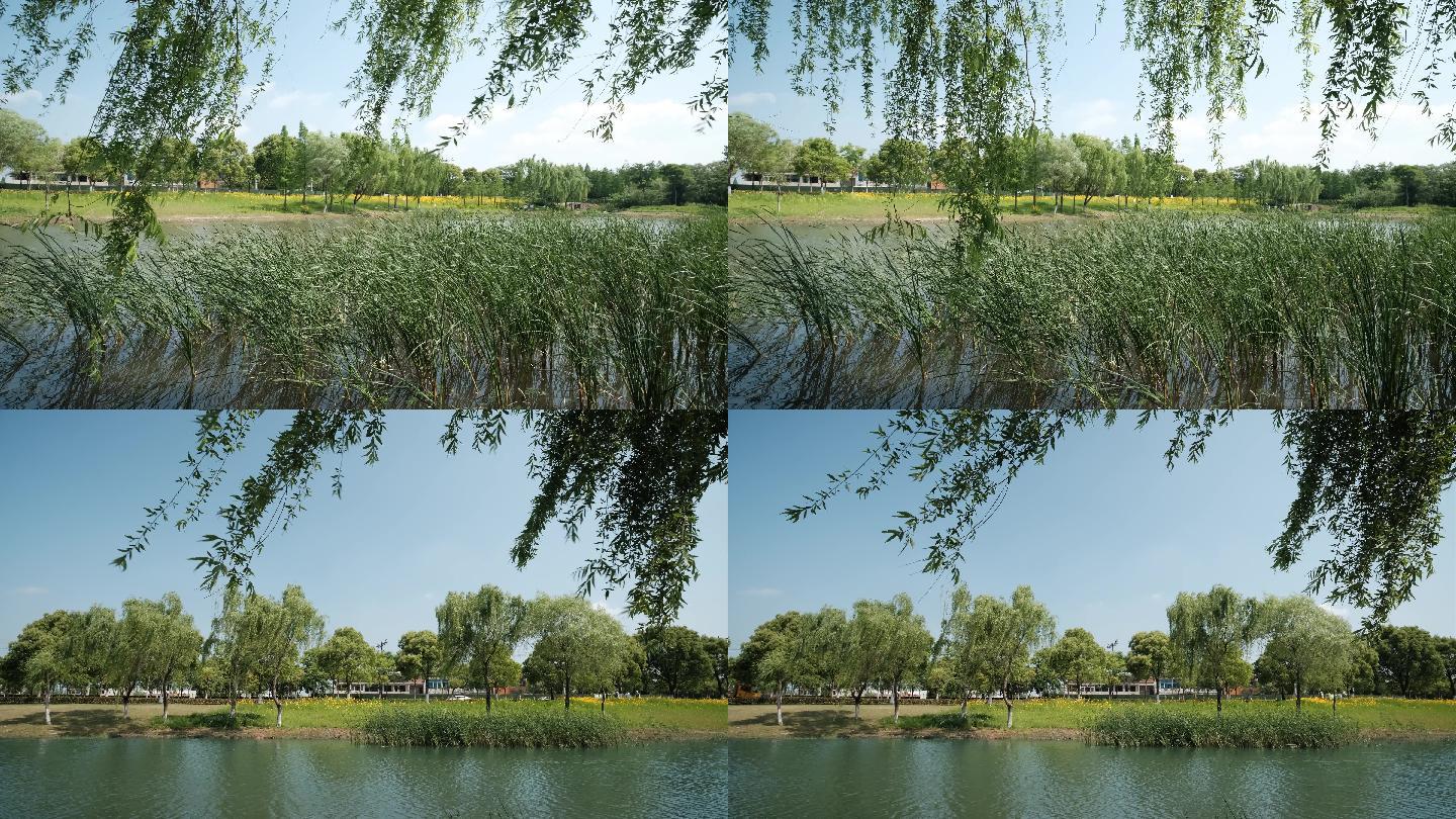 池塘边柳树和芦苇