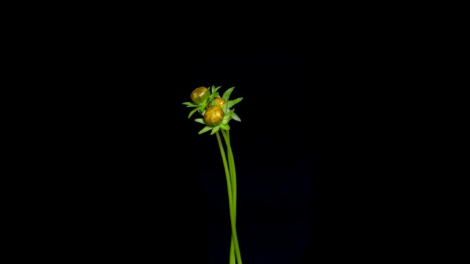 金鸡菊 金鸡菊开花过程 金鸡菊开花延时