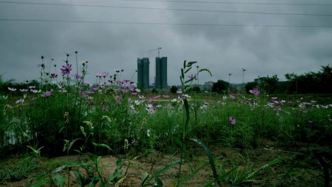 格桑花