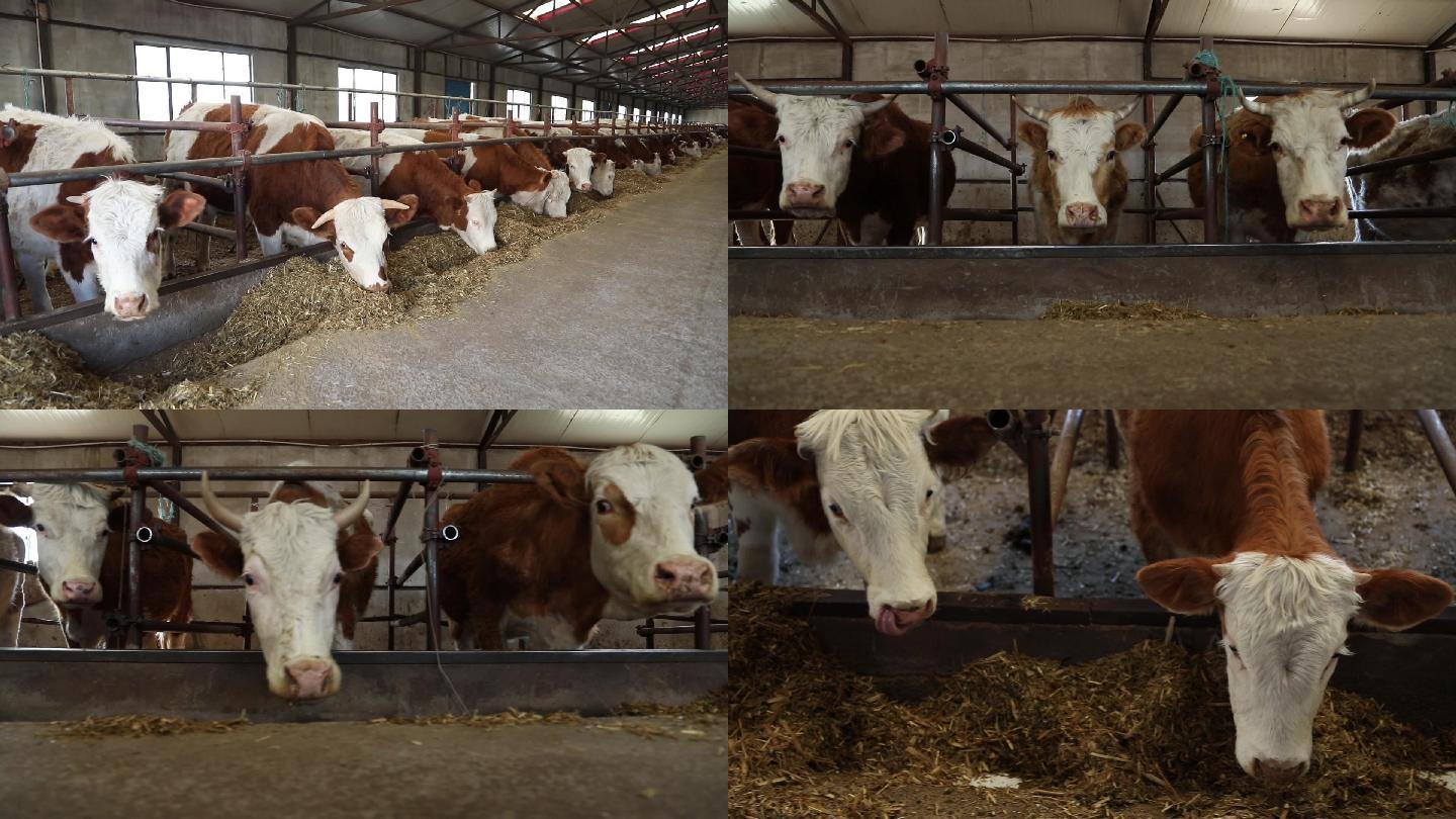 牛产业实拍视频1