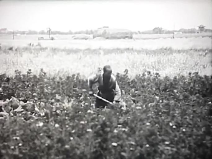 60年代的武汉农村耕种影像