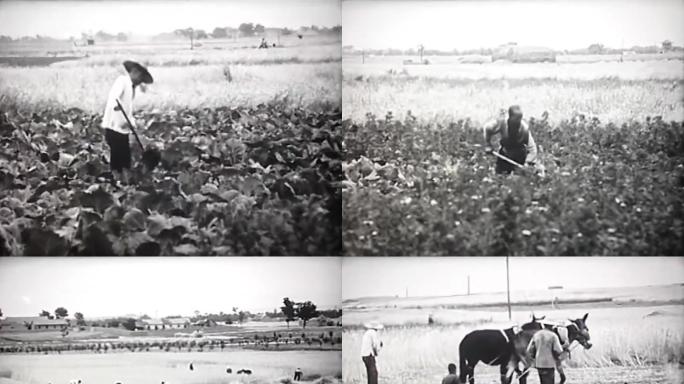 60年代的武汉农村耕种影像