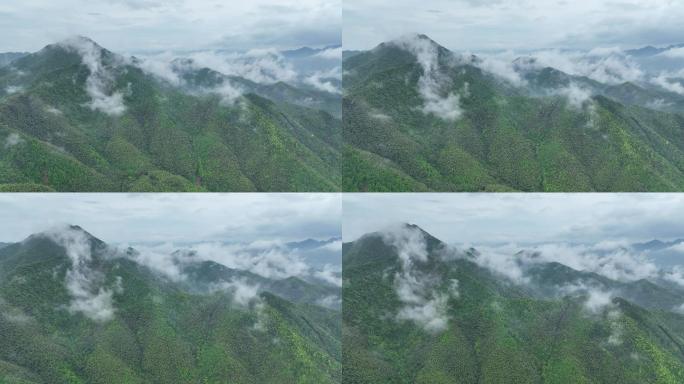 航拍浙江绍兴诸暨马剑山区云雾竹山竹海雨天