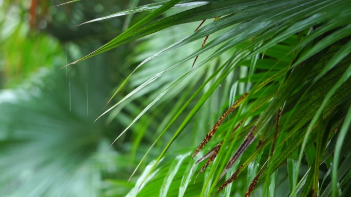 雨滴 水滴 下雨 雨季 热带雨林