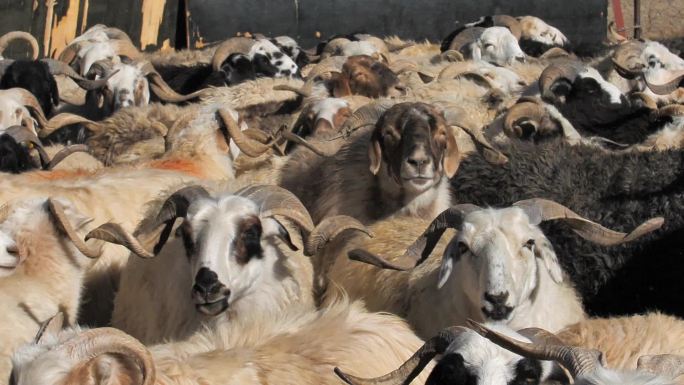 西藏羊圈牲畜畜牧