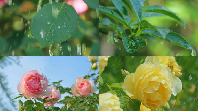 一组升格 节气 治愈 春夏雨水视频素材