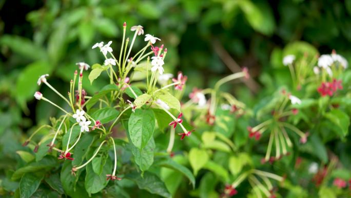 郊外野花绽放季节