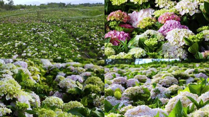 昆明斗南湿地绣球花盛开